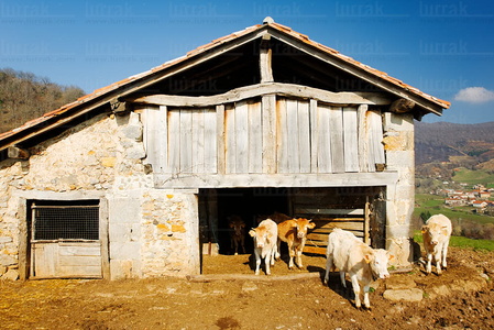 08MOA0012-Vacas en el Establo, Beruete, Navarra