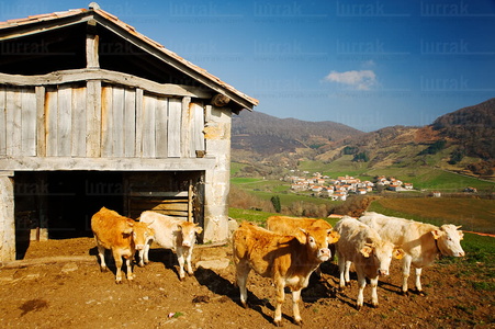 08MOA0013-Vacas en el Establo, Beruete, Navarra