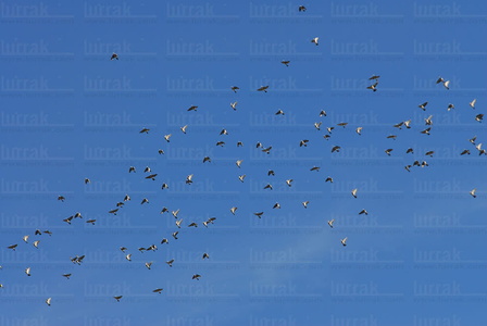 08RT0112-Bando de palomas en el cielo. Zuberoa, Francia