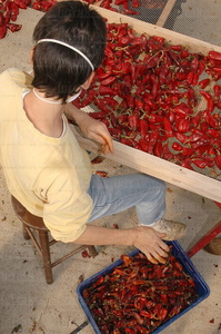 08RT0188-Preparación Pimiento rojo. Ezpeleta, Lapurdi, Francia