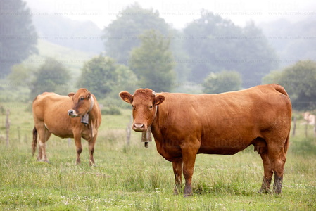 09PXE_1011-Vacas en el campo. Navarra