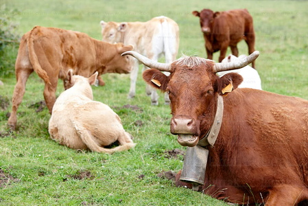 09PXE_1017-Vacas en el campo  . Navarra