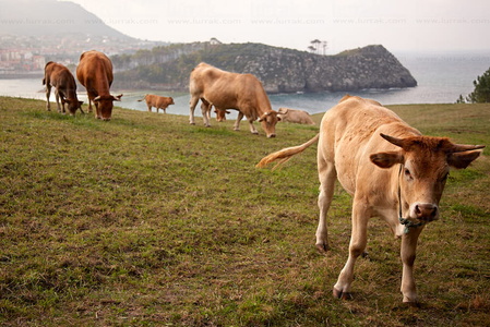 09PXE_279-Vacas. Isla de San Nicolás. Lekeitio, Bizkaia, Euskad