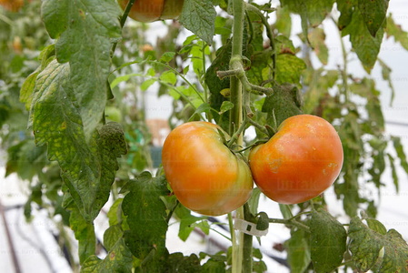 09PXE_293-Cultivo de Tomates. Neiker Tecnalia. Derio, Bizkaia