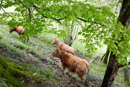 09PXE_721-Vacas raza Limousin. Beizama, Gipuzkoa, Euskadi