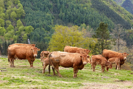 09PXE_722-Vacas raza Limousin. Beizama, Gipuzkoa, Euskadi