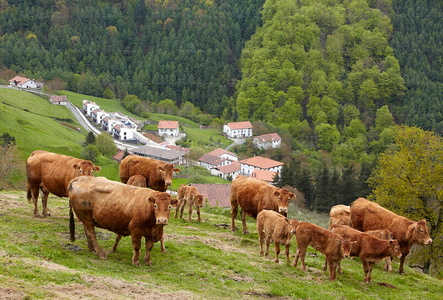 09PXE_723-Vacas raza Limousin. Beizama, Gipuzkoa, Euskadi