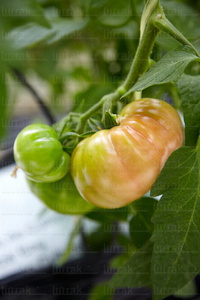 09PXE_732-Tomates en Invernadero. Azpeitia, Gipuzkoa, Euskadi