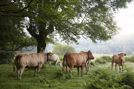 010PXE_0058-Vacas en Belate, Navarra
