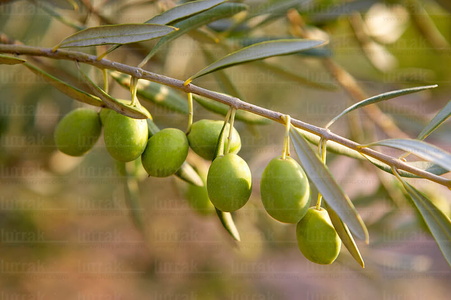 010PXE_0264-Aceitunas en el olivo. Lapuebla de Labarca, Alava, E