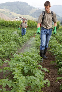 011PXE_0321-Agricultores en campo de patatas. Olaberria, Gipuzko