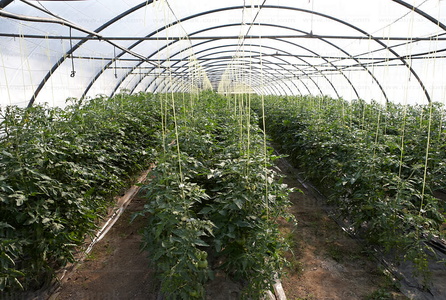 011PXE_0324-Plantas de Tomate en Invernadero. Lazkao, Gipuzkoa, 