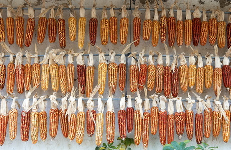 011PXE_0584-Mazorcas de maíz en un caserío. Hondarribia, Gipuz