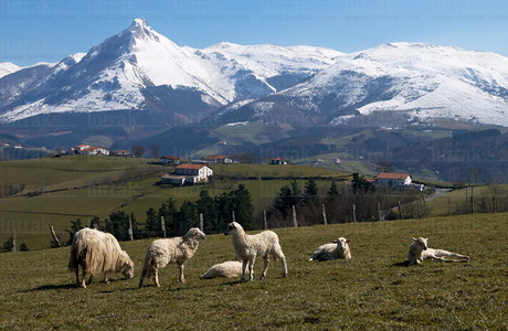 011PXE_0590-Monte Txindoki. Sierra de Aralar. Gipuzkoa, Euskadi