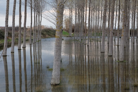 012MDR_0036-Bosque de Álamos. Castejón, Navarra