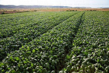 013PXE_0306-Campo de cultivo de espinacas. Ribera Alta. Navarra