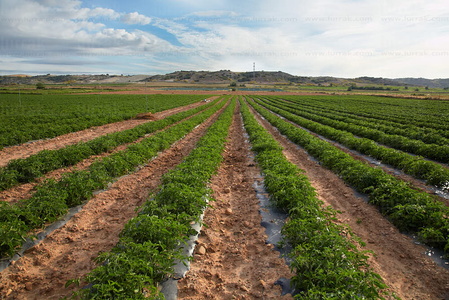 013PXE_0308-Agricultura. Plantación de tomates. Ribera Alta. Na