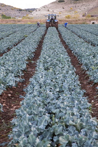 013PXE_0315-Campo de cultivo de brócoli. Ribera Alta. Navarra