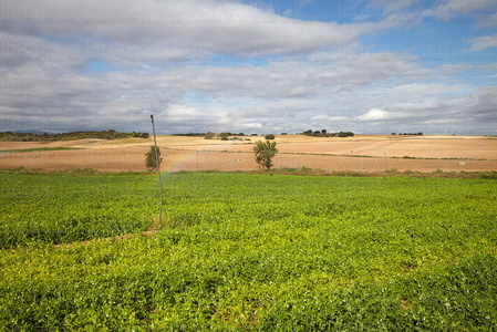 013PXE_0321-Agricultura. Ribera Alta. Navarra