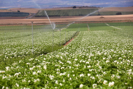 013PXE_0350-Agricultura. Ribera Alta. Navarra