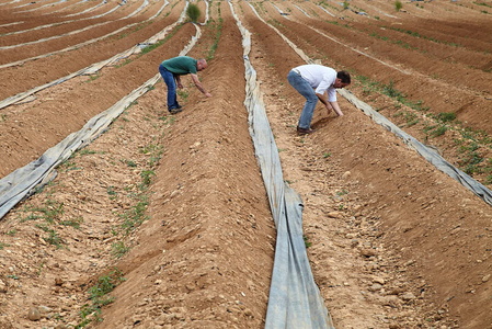 013PXE_0359-Agricultura. Ribera Alta. Navarra
