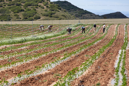 013PXE_0360-Agricultura. Ribera Alta. Navarra