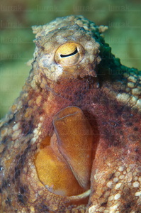  014AIA_0050-Octopus vulgaris. Pulpo en el Mar cantábrico. Getaria, Gipuzkoa, Euskadi