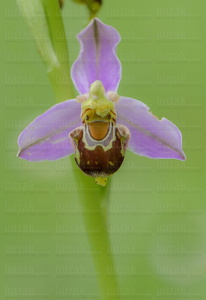 015IOS_0018-'Ophrys apifera'-Urdaiabai-Bizkaia-Euskadi