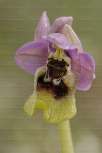 015IOS_0019--'Ophrys tenthredinifera'-Urdaibai-Bizkaia-Euskadi