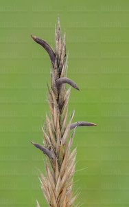 015IOS_0033-'Claviceps purpurea'-Urdaibai-Bizkaia-Euskadi