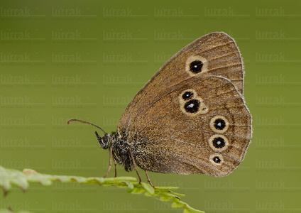 015IOS_0035-'Aphantopus hyperantus'-Urdaibai-Bizkaia-Euskadi