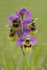 015IOS_0042-'Ophrys tenthredinifera'-Garaio-Álava-Euskadi