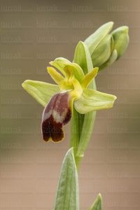 015IOS_0057-'Ophrys fusca'-Garaio-Álava-Euskadi