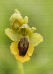 015IOS_0058-'Ophrys lutea'-Garaio-Álava-Euskadi