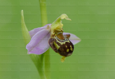 015IOS_0092-'Ophrys apifera'-Urdaibai-Bizkaia-Euskadi