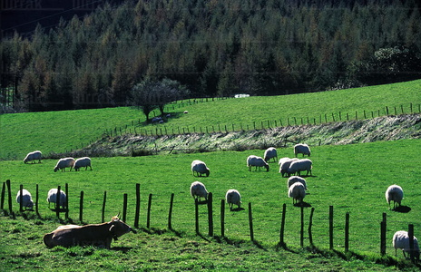 00384-Vaca-Ovejas-Pastos-Berastegi-Euskadi
