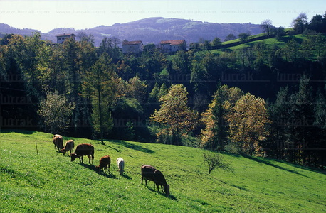 00391-Vacas-Pastando-Errezil-Gipuzkoa-Euskadi