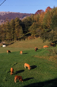 00405-Bidania-Vacas-Pastando-Euskadi