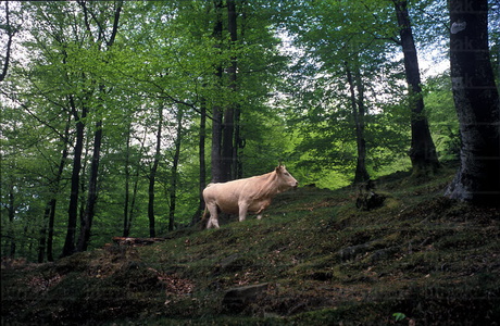 00773-Vaca-Hayedo-Sierra-Aizzkorri-Euskadi