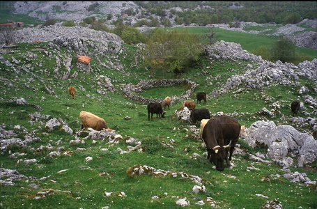 00780-Vacas-Pastos-Aizkorri-Euskadi