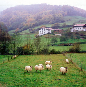 10028-Ovejas-Elduaien-Gipuzkoa-Euskadi