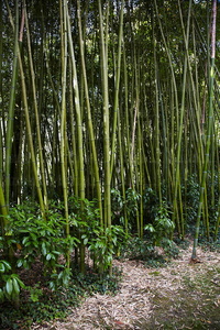 10544-Bambú-Verde-Señorío-Bértiz-Oronoz-Mugaire-Navarra