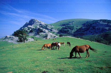 01424-Caballos-Campas-Arraba-Monte-Gorbeia-Aldamin-Euskadi
