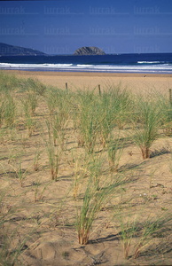 01539-Playa de Laga, Ibarangelu, Bizkaia, Euskadi