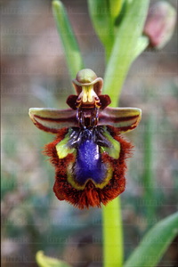 01769-Flora, Orquídea, 'Orchidaceae'. Parque Natural de las Bárdenas. Navarra