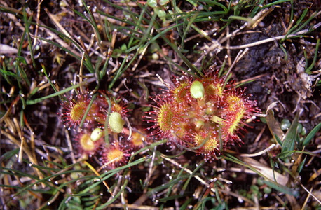 01776-Drosera Rotundifolia, Zigoitia, Álava, Euskadi