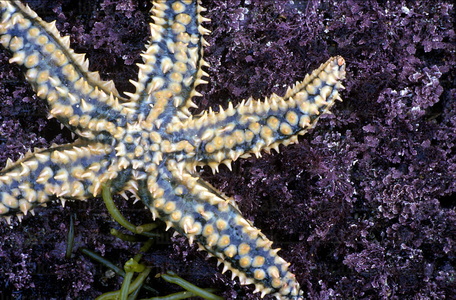 01777-Estrella de mar. Reserva de la Biosfera de Urdaibai