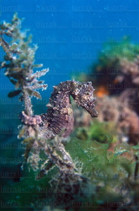 04600-Caballito de Mar. 'Hipocampus ramulosus'