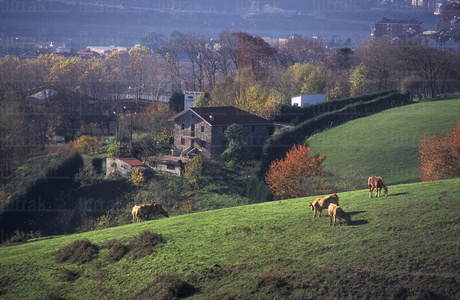 04617-Vacas-Pastando-Bizkaia-Euskadi