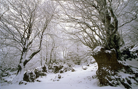 05239-Sierra de Urbasa con nieve. Navarra